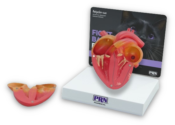 Felycin-CA1 Heart Model Felycin-CA1 Heart Model